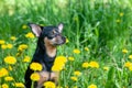 Cute puppy, dog in spring yellow colors on a flowered meadow, portrait of a dog.