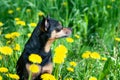 puppy, dog in spring yellow colors on a flowered meadow, portrait of a dog. Spring summer theme