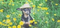 Cute puppy, dog in a straw hat surrounded by spring yellow colors on a flowered meadow, portrait of a dog.