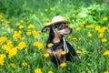 Cute puppy, dog in a straw hat surrounded by spring yellow colors on a flowered meadow, portrait of a dog. Spring summer theme