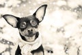 Cute puppy, dog, toy terrier in scarf, portrait macro macro black and white, new year, christmas. Royalty Free Stock Photo