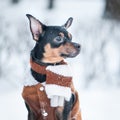 Cute puppy, dog, toy terrier in scarf, portrait macro, new year, christmas. There is a white fluffy snow. Christmas card, winter Royalty Free Stock Photo