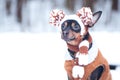 Cute puppy, dog, toy terrier in scarf, portrait macro, new year, christmas. There is a white fluffy snow. Christmas card, winter Royalty Free Stock Photo