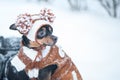 Cute puppy, dog, toy terrier in scarf, portrait macro, new year, christmas. There is a white fluffy snow. Christmas card, winter Royalty Free Stock Photo