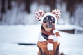 Cute puppy, dog, toy terrier in scarf, portrait macro, new year, Royalty Free Stock Photo