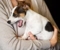 A cute puppy dog with valentine lover yawns Royalty Free Stock Photo