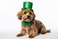 A cute puppy or dog wearing green hat for celebrating St Patrick\'s Day isolated on white background. Irish Day Royalty Free Stock Photo