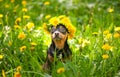 ÃÂ¡ute puppy, a dog in a wreath of spring flowers on a flowering