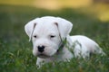 Cute puppy Dogo Argentino lies in grass. Royalty Free Stock Photo