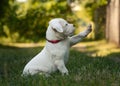 Cute Puppy Dogo Argentino sitting in grass.