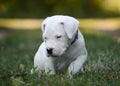 Cute Puppy Dogo Argentino sitting in grass. Royalty Free Stock Photo