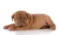 Cute puppy Royalty Free Stock Photo