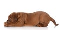 Cute puppy Royalty Free Stock Photo