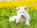 Cute puppy embracing a kitten on a dandelion field