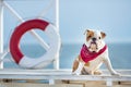 Cute puppy of english bull dog with funny face and red bandana on neck close to life saving bouy round floater Royalty Free Stock Photo