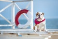 Cute puppy of english bull dog with funny face and red bandana on neck close to life saving bouy round floater Royalty Free Stock Photo