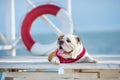 Cute puppy of english bull dog with funny face and red bandana on neck close to life saving bouy round floater Royalty Free Stock Photo