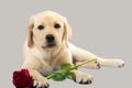 Cute puppy with flower on gray studio shot looking at camera labrador love Royalty Free Stock Photo