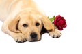 cute puppy with flower isolated on white studio shot looking at camera labrador love Royalty Free Stock Photo