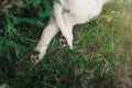 Cute puppy foot Royalty Free Stock Photo