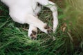 Cute puppy foot Royalty Free Stock Photo