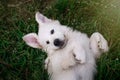 Cute puppy foot Royalty Free Stock Photo