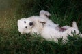 Cute puppy foot Royalty Free Stock Photo