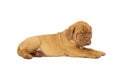 Cute puppy French breed dogue de Bordeaux isolated on a white background Royalty Free Stock Photo