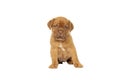 Cute puppy French breed dogue de Bordeaux isolated on a white background Royalty Free Stock Photo