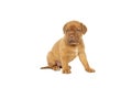 Cute puppy French breed dogue de Bordeaux isolated on a white background Royalty Free Stock Photo