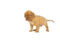 Cute puppy French breed dogue de Bordeaux isolated on a white background Royalty Free Stock Photo