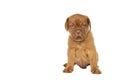 Cute puppy French breed dogue de Bordeaux isolated on a white background Royalty Free Stock Photo