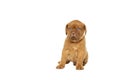 Cute puppy French breed dogue de Bordeaux isolated on a white background Royalty Free Stock Photo