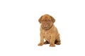 Cute puppy French breed dogue de Bordeaux isolated on a white background Royalty Free Stock Photo