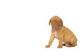 Cute puppy French breed dogue de Bordeaux isolated on a white background Royalty Free Stock Photo