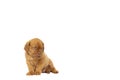Cute puppy French breed dogue de Bordeaux isolated on a white background Royalty Free Stock Photo