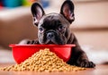 Cute puppy french bulldog with a bowl and the dog food on the wooden floor. Royalty Free Stock Photo