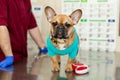 Cute puppy of French Bulldog breed at a vet doctor`s appointment..A portrait of a dog that awaits the examination of the doctor