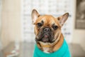 Cute puppy of French Bulldog breed at a vet doctor`s appointment..A portrait of a dog that awaits the examination of the doctor