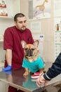 Cute puppy of French Bulldog breed at a vet doctor`s appointment..A portrait of a dog that awaits the examination of the doctor