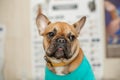 Cute puppy of French Bulldog breed at a vet doctor`s appointment..A portrait of a dog that awaits the examination of the doctor