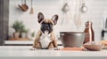 cute puppy French bulldog eating dry dog food from bowl on kitchen looking at camera with copy space Royalty Free Stock Photo