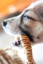 Cute puppy gnawing basket, dog with basket Royalty Free Stock Photo