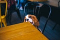 Cute puppy gnawing it`s wooden table in city cafe Royalty Free Stock Photo
