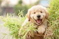 Cute puppy Golden Retriever eating small bamboo plants or Thyrsostachys siamensis Gamble in garden pot