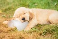 Cute puppy Golden Retriever sleeping on the ice cube in the garden. Animal in summer season concept Royalty Free Stock Photo