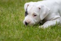 Cute puppy in the grass Royalty Free Stock Photo