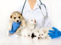 Cute puppy on hands at a vet. Four fluffy spotted white puppies.Care for a pet. Little red dog on white background