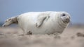 Cute puppy harbor seal Royalty Free Stock Photo