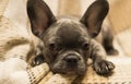 Cute puppy has his head folded and is looking at the viewer. French Bulldog Royalty Free Stock Photo
